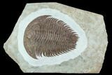 Lower Cambrian Trilobite (Longianda) - Issafen, Morocco #128984-4